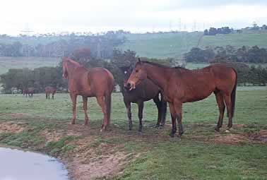 Aussie Horses at natural water